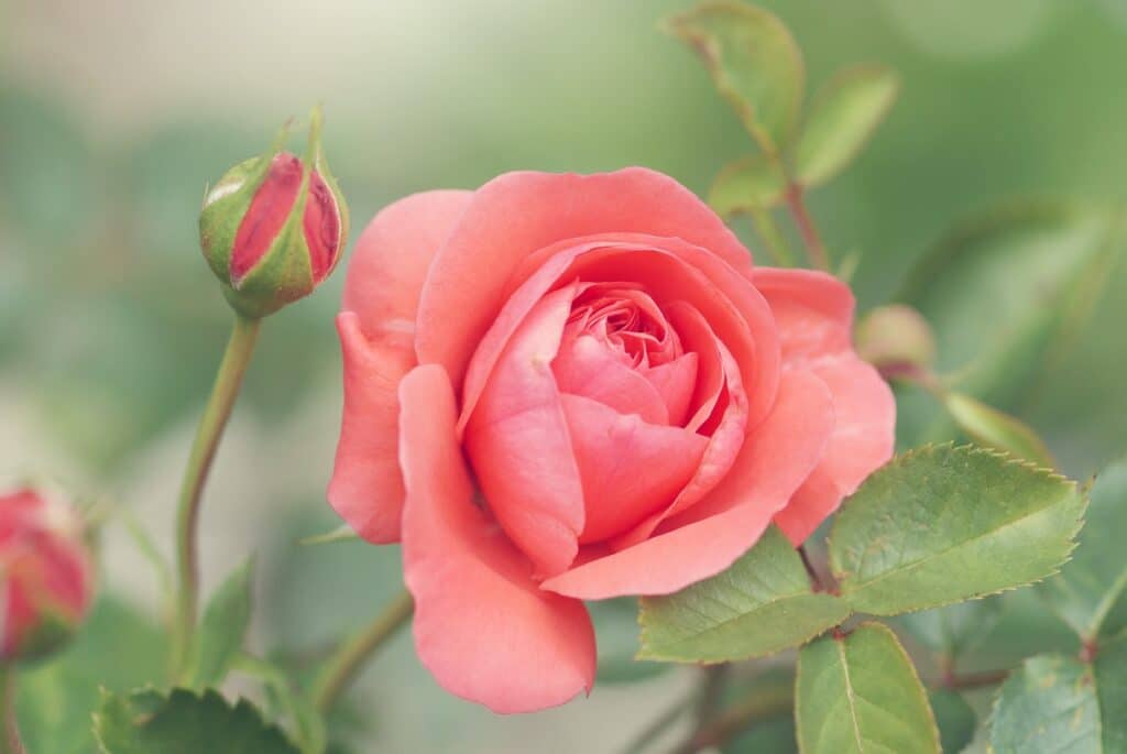 rosas-de-jard-n-c-mo-elegir-las-mejores-variedades-para-tu-clima-y-estilo